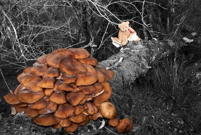 A treasure trove of fungi