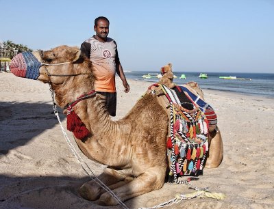 I had told you that I intended to buy a camel...