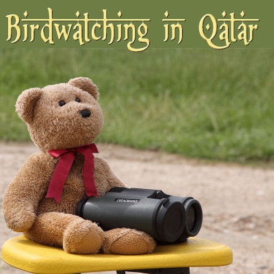 Birdwatching  in Qatar