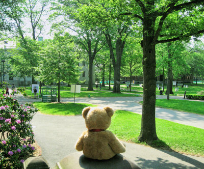 View of old Harvard Yard