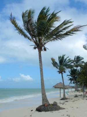 I wait for falling coconuts , but not on me!