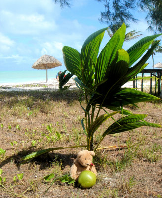 My last coconut in Cuba...sigh!