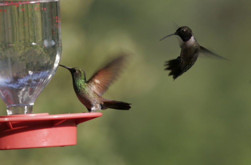 Berylline Hummingbird #2