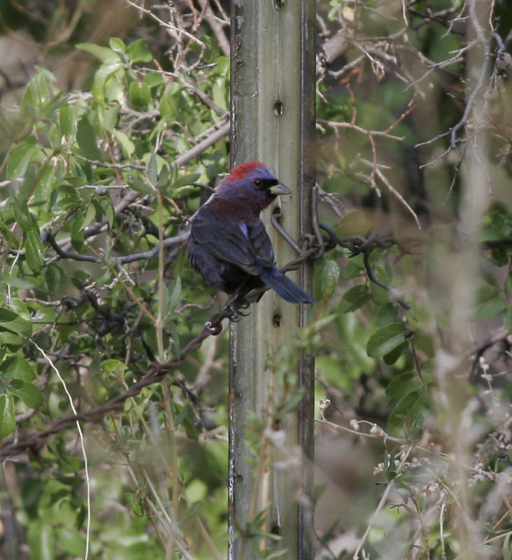 Varied Bunting