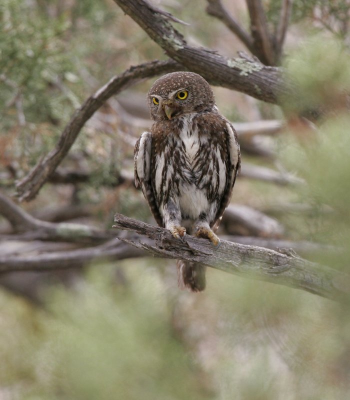 Northern Pygmy-Owl