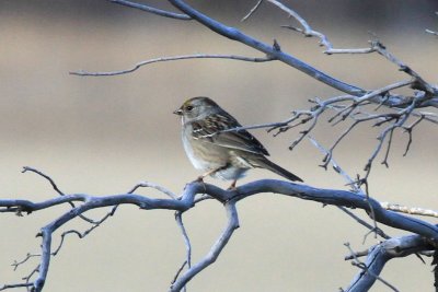 Golden-crowned Sparrow