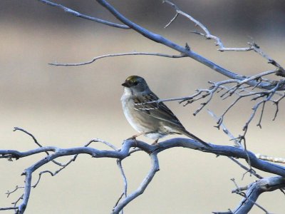 Golden-crowned Sparrow