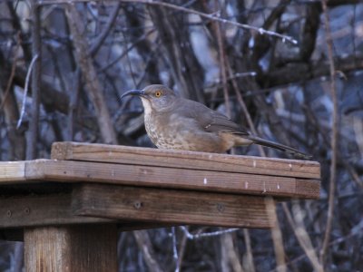 Curve-billed Thrasher