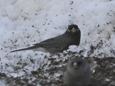 Dark-eyed Junco