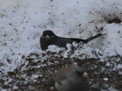 Dark-eyed Junco