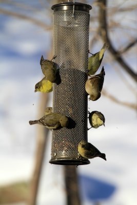 Lesser Goldfinches