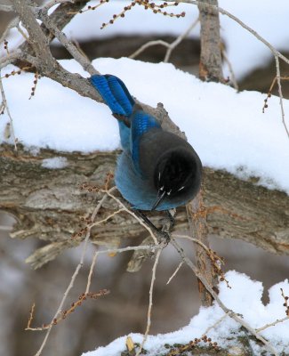 Steller's Jay