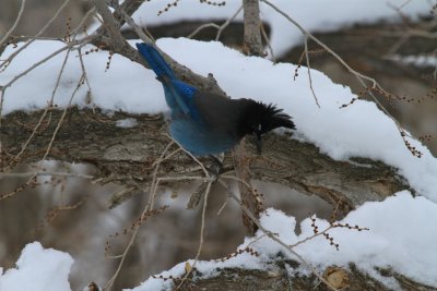 Steller's Jay