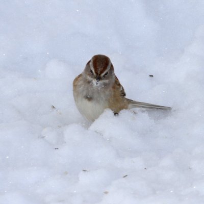 American Tree Sparrow