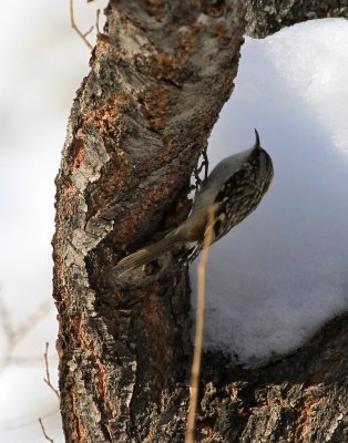 Brown Creeper