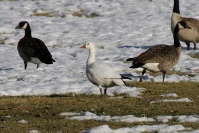 Ross's Goose