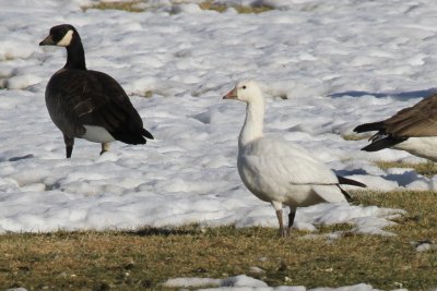 Ross's Goose