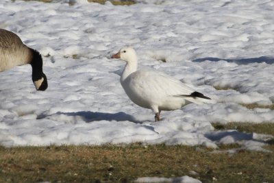 Ross's Goose