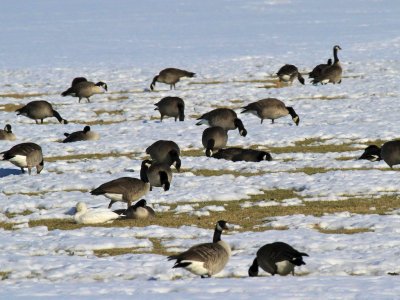 Ross's, Greater White-fronted, and Canada Geese