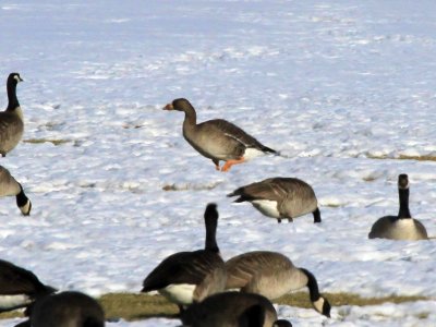 Greater White-fronted Goose