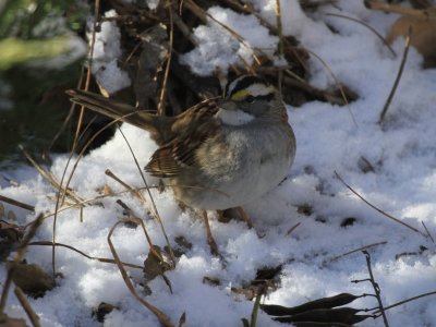 White-throated Sparrow