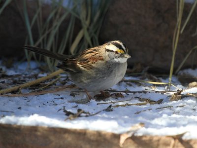 White-throated Sparrow