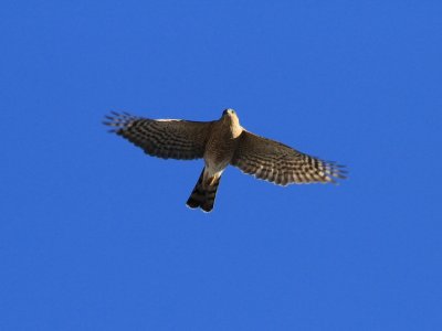 Sharp-shinned Hawk