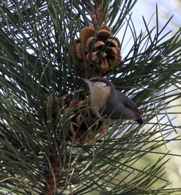 Pygmy Nuthatch