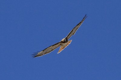 Red-tailed Hawk