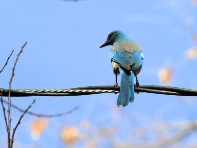 Western Scrub Jay