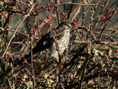 Sharp-shinned Hawk