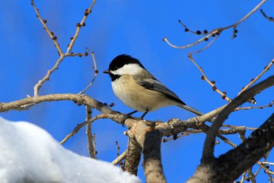 Black-capped Chickadee