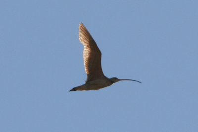 IMG_3878.jpg