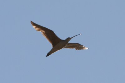 IMG_3879.jpg