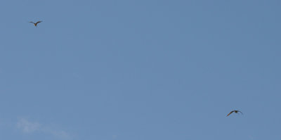 Long-billed Curlew