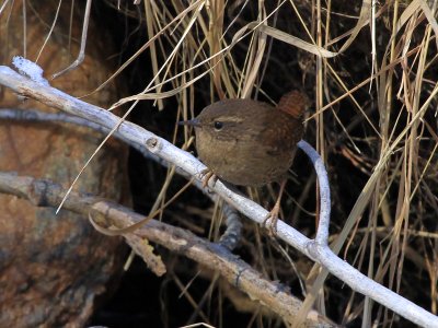 Winter Wren