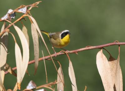 Common Yellowthroat