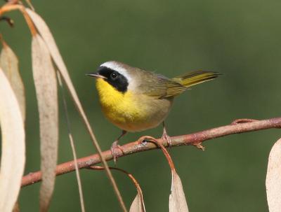 Warblers and Tanagers