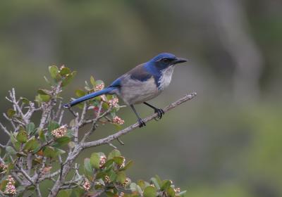 Island Scrub-Jay