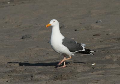 Western Gull