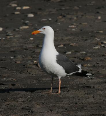 Western Gull