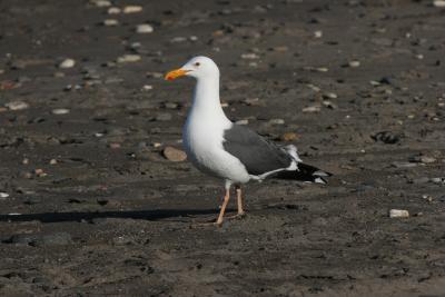 Western Gull