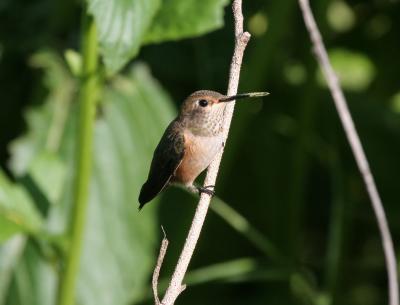 Selasphorus sp. Hummingbird