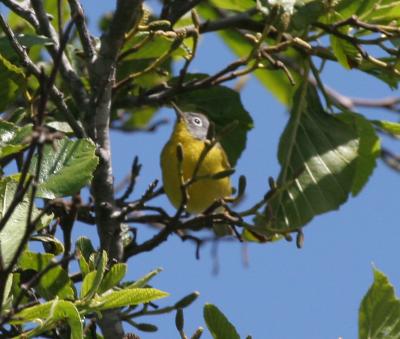 Nashville Warbler