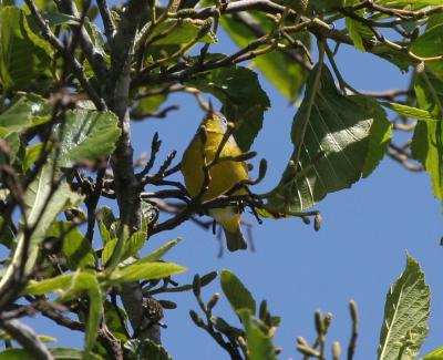Nashville Warbler