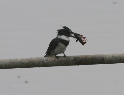 Belted Kingfisher