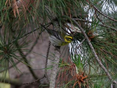 Townsends Warbler