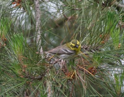 Townsend's Warbler