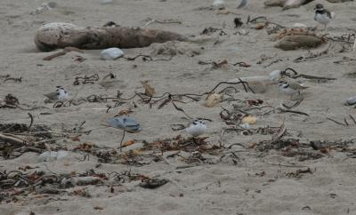 Snowy Plover