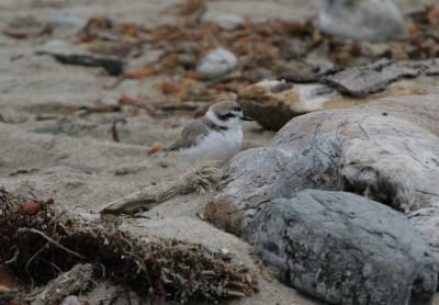 Snowy Plover
